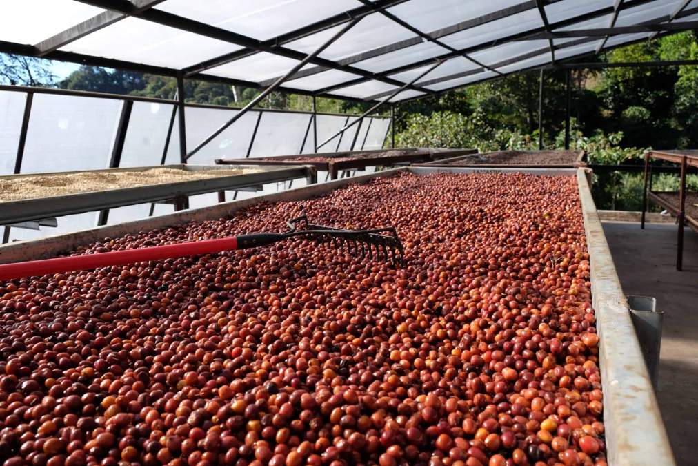 Anaerobic vs Aerobic Coffee Fermentation