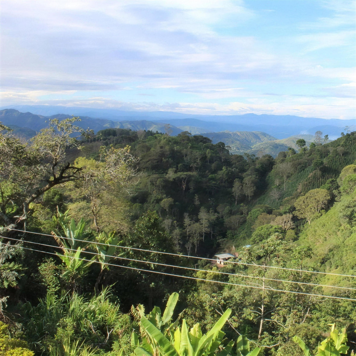 The ridgeline above Finca Los Nogales, Pitalito, Huila, Colombia