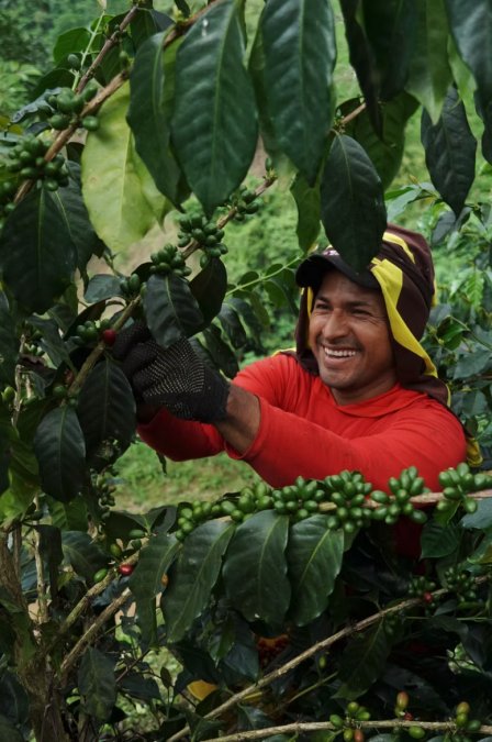 Benefits of Direct Trade Coffee Sourcing in 2026