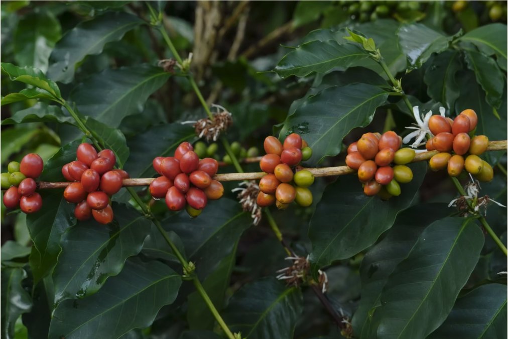 Best Specialty Coffee Roasters for Single Origin