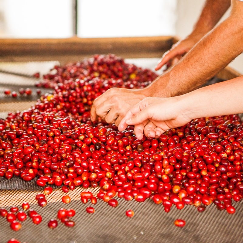 Hands sorting ripe red coffee cherries by hand at El Vergel Estate