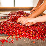 Hands sorting ripe red coffee cherries by hand at El Vergel Estate