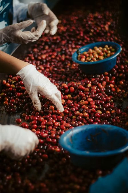 Is Fermented Coffee Worth the Higher Price?