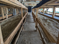 Uganda Coffee Yards · 48h Anaerobic Natural