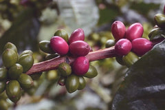 Colombia Papayo Jungle · 96h Anaerobic Natural