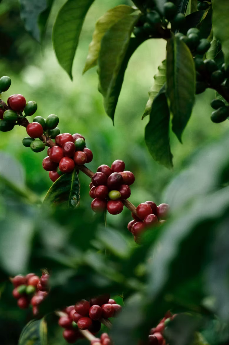 Ripe and unripe coffee cherry on the branch at Finca Los Nogales, Pitalito, Huila, Colombia