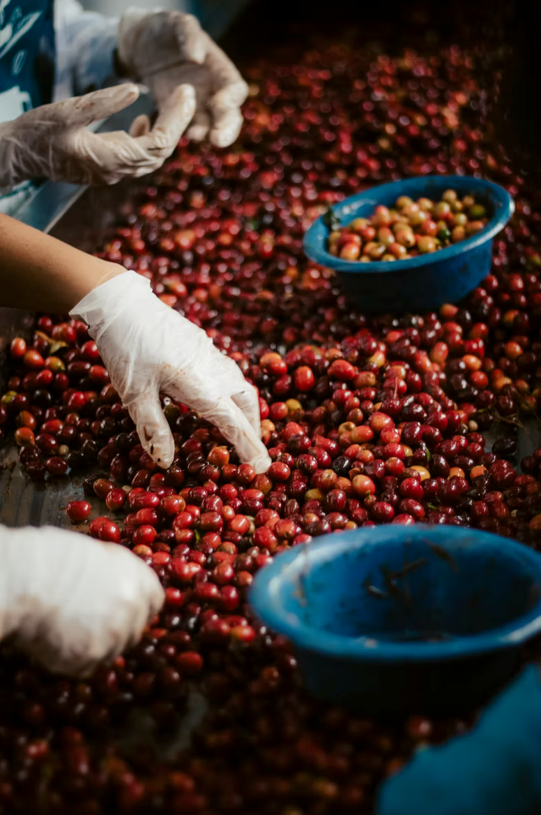 Gloved hands sorting freshly picked coffee cherry at the wet mill, ripe red fruit separated into blue basins, Finca Los Nogales, Pitalito, Huila, Colombia