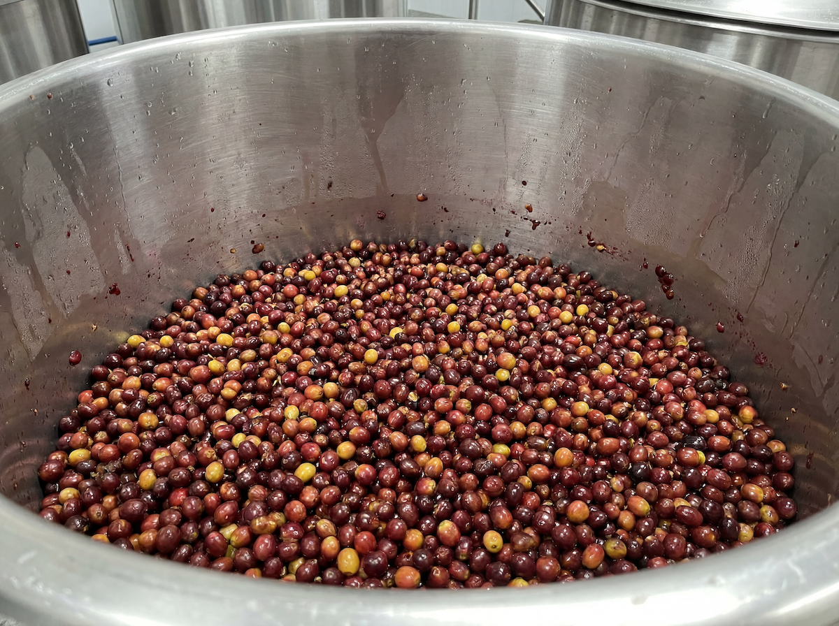 Anaerobic coffee cherries