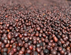 Ethiopia Bursa · Anaerobic Natural G1