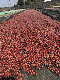 Whole cherry spread for extended drying on raised beds at The Coffee Yards, Mt. Elgon, Uganda