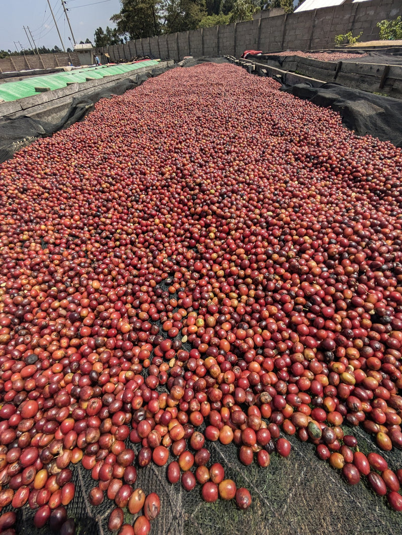 Whole cherry spread for extended drying on raised beds at The Coffee Yards, Mt. Elgon, Uganda
