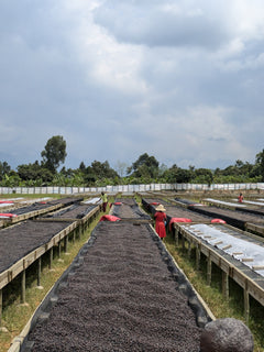 Rows of covered drying beds under an open sky at The Coffee Yards, Mt. Elgon, Uganda