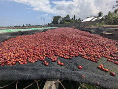 Ripe cherry drying whole on raised beds at The Coffee Yards, Mt. Elgon, Uganda