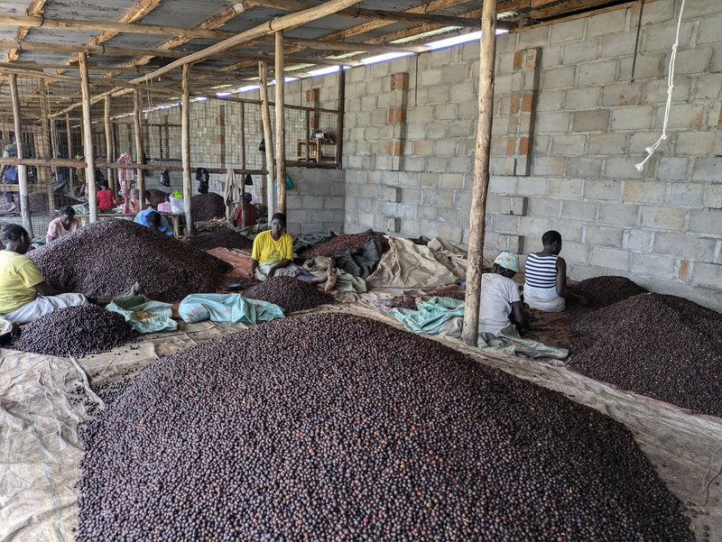 Mounds of dried cherry resting in the store before hulling, The Coffee Yards, Mt. Elgon, Uganda