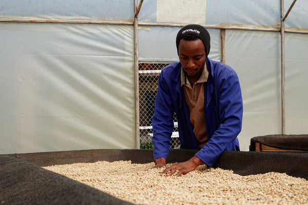 A worker hand-sorting coffee on the raised drying beds at The Coffee Yards, Mt. Elgon, Uganda
