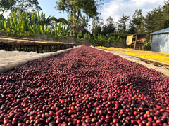 Ethiopia Dawencho Anaerobic Natural G1 tasting-note still life — roasted beans with papaya, strawberry and black tea leaves on slate