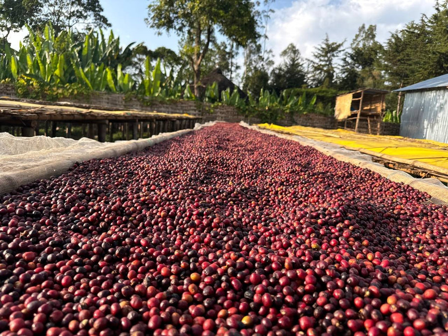 A full bed of ripe cherry drying whole for natural processing, Arbegona, Sidama, Ethiopia