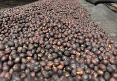 Dried natural cherry at the end of the drying cycle, Arbegona, Sidama, Ethiopia