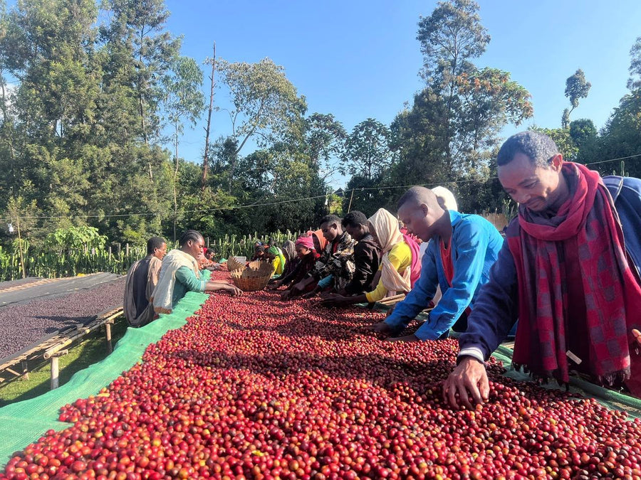 Sorting whole cherry on the raised beds for natural processing at the Dawencho station, Arbegona, Sidama, Ethiopia