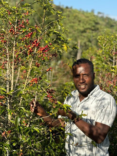 An Arbegona outgrower picking ripe cherry by hand on the farm, Sidama, Ethiopia