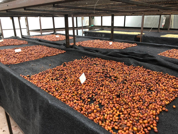 Whole cherry drying on covered beds, Tolima, Colombia