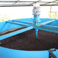 Dried cherry finishing in a mechanical dryer, Colombia