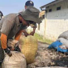 A worker tying off a sack of coffee at harvest, Reforest project, Manzanares, Caldas, Colombia