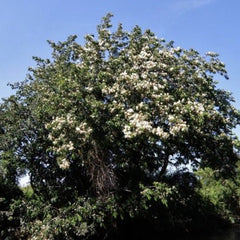 A flowering native shade tree on the Reforest project land, Manzanares, Caldas, Colombia