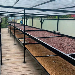 Caturra drying beds running the length of the covered patio, Finca Los Nogales, Huila, Colombia