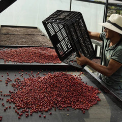 A Hernández family picker emptying a crate of ripe cherry onto the drying bed, Finca Los Nogales, Huila, Colombia