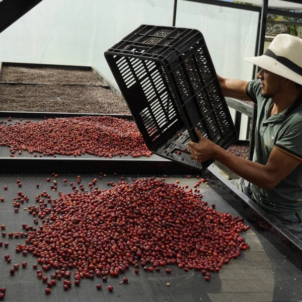 A Hernández family picker emptying a crate of ripe cherry onto the drying bed, Finca Los Nogales, Huila, Colombia
