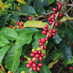Ripe coffee cherry on the branch at Finca Los Nogales, Pitalito, Huila, Colombia