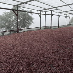 The covered drying patio in full harvest at Finca Los Nogales, Pitalito, Huila, Colombia