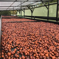 Nativo lot cherry drying under cover at Finca Los Nogales, Pitalito, Huila, Colombia
