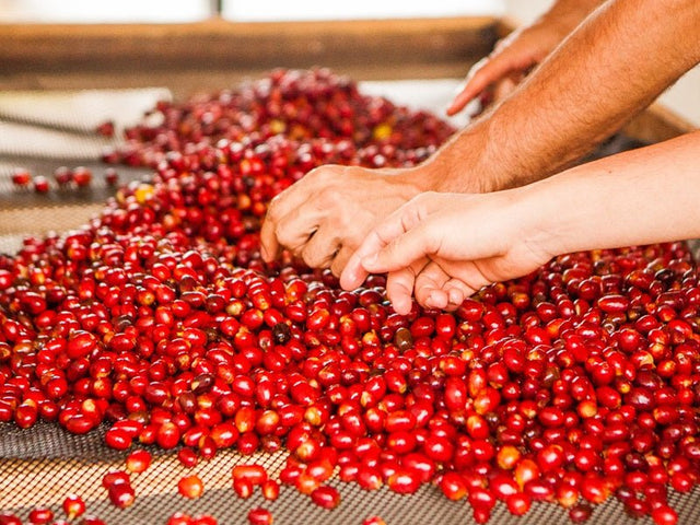 Hand-selecting ripe cherry at intake, El Vergel Estate, Tolima, Colombia