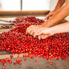 Hand-selecting ripe cherry at intake, El Vergel Estate, Tolima, Colombia