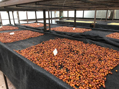 Whole cherry drying on covered beds at El Vergel Estate, Fresno, Tolima, Colombia