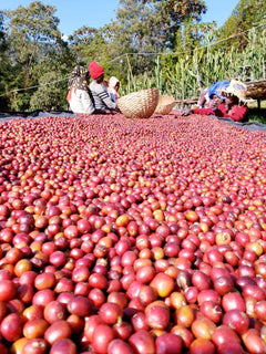 Ethiopia Bursa · Washed G1