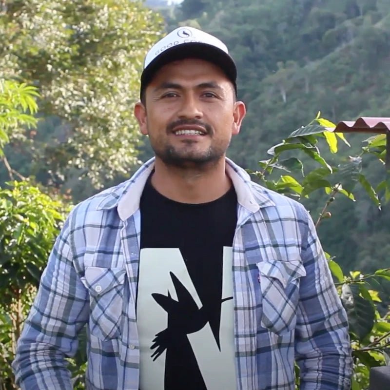 A grower among the coffee trees at Finca Los Nogales, Pitalito, Huila, Colombia
