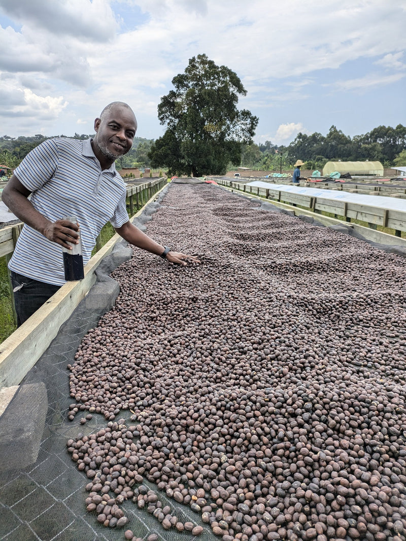 A long raised bed of drying coffee cherry at The Coffee Yards, Mt. Elgon, Uganda